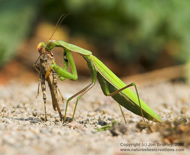 eating praying mantis